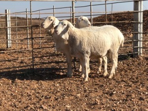 3x VAN ROOY OOI/EWE De Hoop Boerdery Kudde