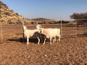 3x VAN ROOY OOI/EWE De Hoop Boerdery Kudde