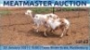 LOT 62 2X MEATMASTER OOI/EWE DAY TO DAY MEATMASTERS - 2
