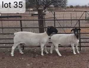 2x DORPER OOI/EWE West Front Dorpers Stoet