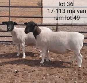 2x DORPER OOI/EWE West Front Dorpers Stoet