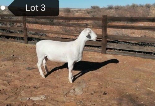 1x WIT DORPER OOI/EWE Tony Cahi Witdorpers Tipe 5