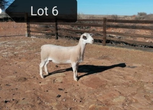 1x WIT DORPER OOI/EWE Tony Cahi Witdorpers Tipe 5