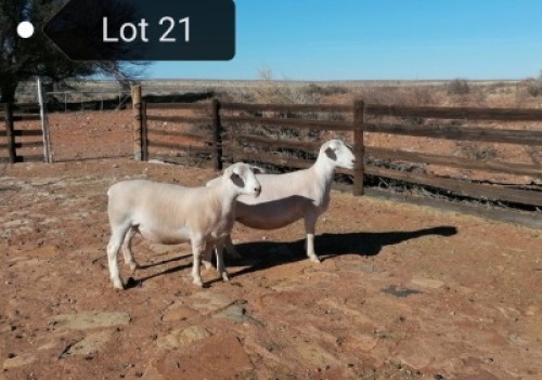 2x WIT DORPER OOI/EWE Tony Cahi Witdorpers Tipe 5