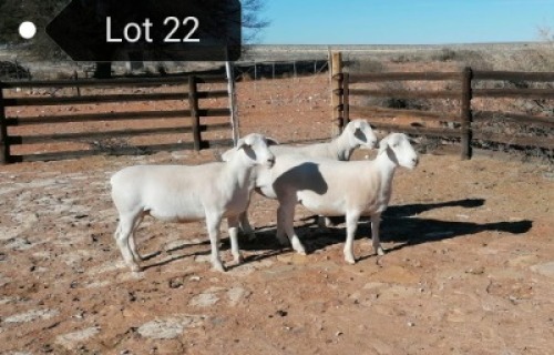 3x WIT DORPER OOI/EWE Tony Cahi Witdorpers Tipe 5