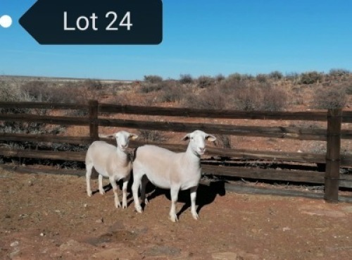 2x WIT DORPER OOI/EWE Tony Cahi Witdorpers Tipe 5