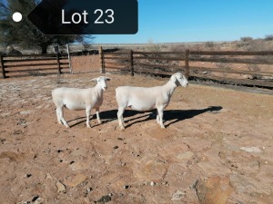 2x WIT DORPER OOI/EWE Tony Cahi Witdorpers Tipe 5