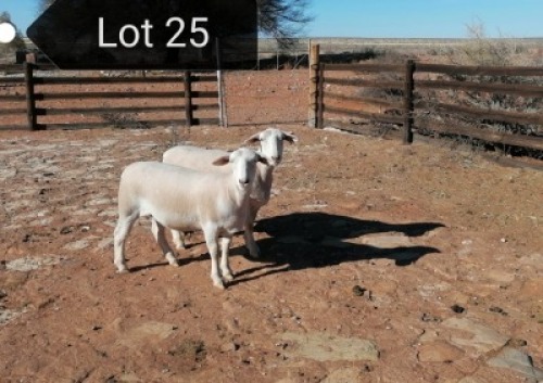 2x WIT DORPER OOI/EWE Tony Cahi Witdorpers Tipe 5