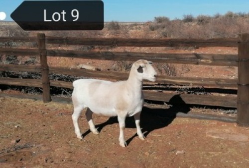1x WIT DORPER OOI/EWE Tony Cahi Witdorpers Kudde