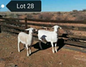 2x WIT DORPER OOI/EWE Tony Cahi Witdorpers Stoet, Tipe 5