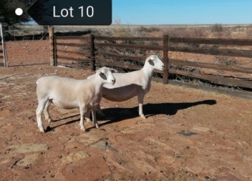 2x WIT DORPER OOI/EWE Tony Cahi Witdorpers Tipe 5