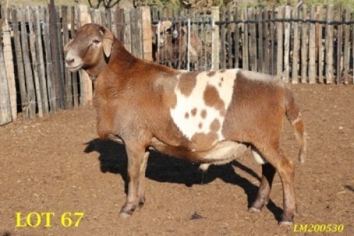 1X MEATMASTER RAM