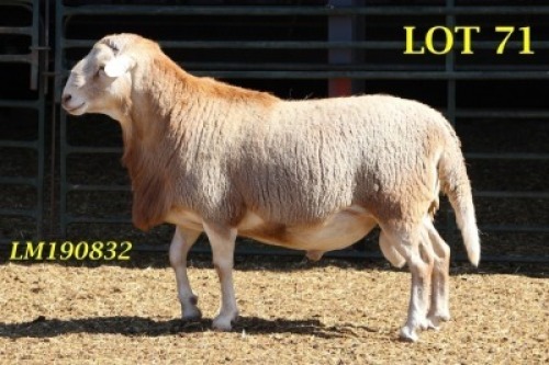 1X MEATMASTER RAM