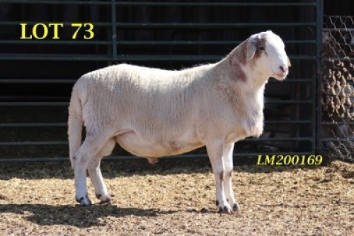 1X MEATMASTER RAM