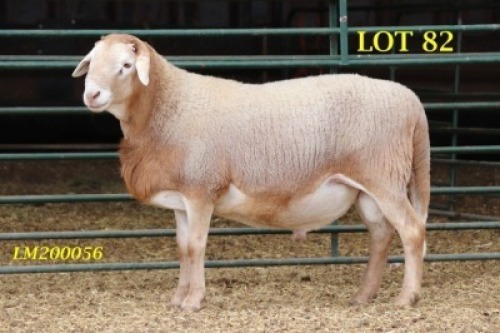 1X MEATMASTER RAM