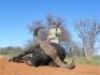 LOT 8&nbsp; 7 DAY BUFFALO HUNT - 6