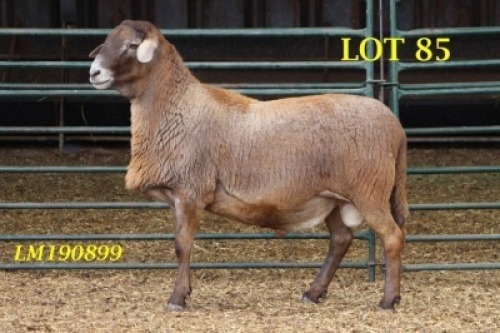 1X MEATMASTER RAM