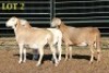 3X MEATMASTER OOI/EWE (PER PIECE TO TAKE THE LOT) - 2