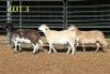 3X MEATMASTER OOI/EWE (PER PIECE TO TAKE THE LOT)