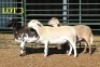 3X MEATMASTER OOI/EWE (PER PIECE TO TAKE THE LOT) - 2