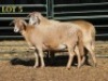 2X MEATMASTER OOI/EWE (PER PIECE TO TAKE THE LOT) - 2