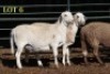 3X MEATMASTER OOI/EWE (PER PIECE TO TAKE THE LOT) - 2