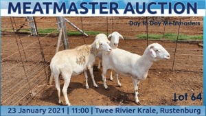 LOT 64 1X MEATMASTER OOI/EWE DAY TO DAY MEATMASTERS