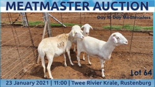 LOT 64 1X MEATMASTER OOI/EWE DAY TO DAY MEATMASTERS