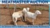 LOT 64 1X MEATMASTER OOI/EWE DAY TO DAY MEATMASTERS