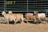 4X MEATMASTER OOI/EWE (PER PIECE TO TAKE THE LOT) - 2