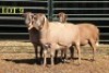 3X MEATMASTER OOI/EWE (PER PIECE TO TAKE THE LOT) - 2