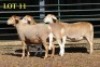 3X MEATMASTER OOI/EWE (PER PIECE TO TAKE THE LOT)