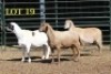3X MEATMASTER OOI/EWE (PER PIECE TO TAKE THE LOT) - 2