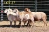 3X MEATMASTER OOI/EWE (PER PIECE TO TAKE THE LOT) - 2