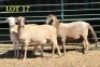 3X MEATMASTER OOI/EWE (PER PIECE TO TAKE THE LOT) - 2