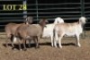 4X MEATMASTER OOI/EWE (PER PIECE TO TAKE THE LOT) - 2