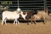 3X MEATMASTER OOI/EWE (PER PIECE TO TAKE THE LOT) - 2