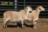 2X MEATMASTER OOI/EWE (PER PIECE TO TAKE THE LOT) - 2