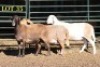 3X MEATMASTER OOI/EWE (PER PIECE TO TAKE THE LOT) - 2
