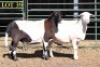 2X MEATMASTER OOI/EWE (PER PIECE TO TAKE THE LOT) - 2