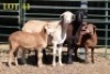 2X MEATMASTER OOI/EWE (PER PIECE TO TAKE THE LOT)