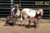 2X MEATMASTER OOI/EWE (PER PIECE TO TAKE THE LOT) - 2
