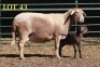 1X MEATMASTER OOI/EWE - 2