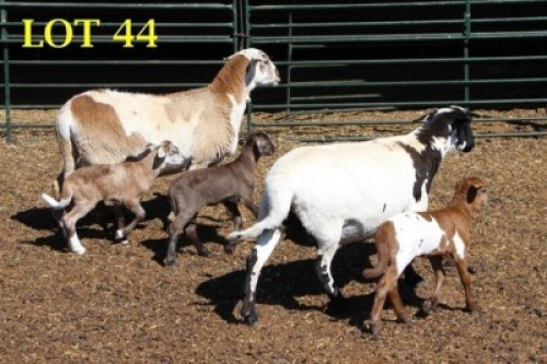 2X MEATMASTER OOI/EWE (PER PIECE TO TAKE THE LOT)