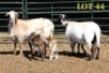 2X MEATMASTER OOI/EWE (PER PIECE TO TAKE THE LOT) - 2