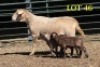 1X MEATMASTER OOI/EWE - 2
