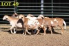 5X MEATMASTEROOILAMMERS (GESPEEN)/EWE LAMBS (WEENED) (PER PIECE TO TAKE THE LOT)