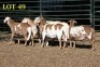 5X MEATMASTEROOILAMMERS (GESPEEN)/EWE LAMBS (WEENED) (PER PIECE TO TAKE THE LOT) - 2