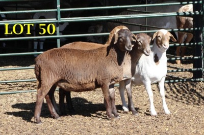 4X MEATMASTEROOILAMMERS (GESPEEN)/EWE LAMBS (WEENED) (PER PIECE TO TAKE THE LOT)