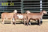 3X MEATMASTEROOILAMMERS (GESPEEN)/EWE LAMBS (WEENED) (PER PIECE TO TAKE THE LOT) - 2